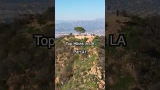 Top Hikes in LA - Wisdom Tree! #hike #hiking #hikingadventures #losangeles