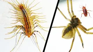 Домашняя сороконожка VS паука-охотника VS таракана