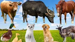 Farm Animal Sounds | Cow, Buffalo, Horse, Goat, Dog, Cat, Duck & Chicks