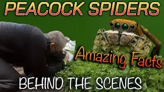 Best Vision in the Animal Kingdom: Meet the Jumping Spiders!