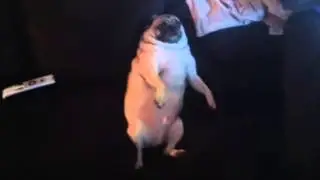 Fat Max the Pug