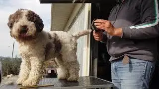 Toelettatura del lagotto. Parte prima. Lagotto's grooming.