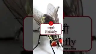 #shortvideo #insects