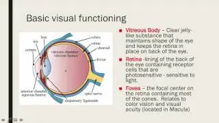 Basic Visual Processing AP Psy 2017