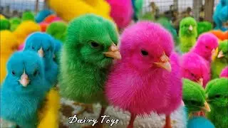 World Cute Chickens, Colorful Chickens, Rainbows Chickens, Cute Ducks, Cat, Rabbits,Cute Animals