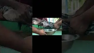 Belly Squeezing for Effective Fish Egg Collection