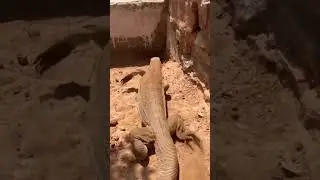 #monitor #lizard #big #size #viralvideo