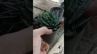 Easy way beheading propagation succulent plants (Aloe Aristata)