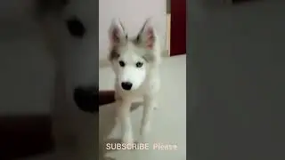 Gray Colour Blue eyes Husky #shorts #viral