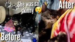 Мы усыновили кота! | Растём нашу семью *видеоблог*