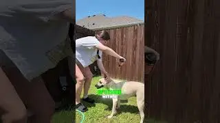 Dogs love outdoor fun and covered in mud! Luckily, Puainta shampoo makes cleaning them easy!  #dog