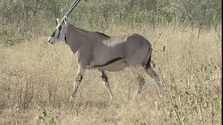 MVI 2977 beisa oryx