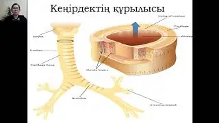 Тыныс алу, оның жас ерекшеліктері. Тыныс гигиенасы