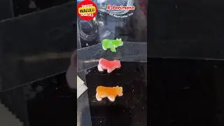 X-periment Yupi Milky Moos experiment 24 hour #permenyupi #huntingjajan #gummycandy #experiment