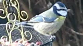 Blue Tit dropping nuts ! Birds and Wildlife UK videos by Simon ~ simbird.com :-)