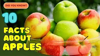 10 Amazing Facts About Apples You Didn&rsquo;t Know! 🍎