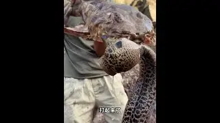 #赶海生活 猫鲨与花鳗之争