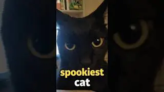 Is the black cats are the spookiest cat breed? 🤔😺 #shorts
