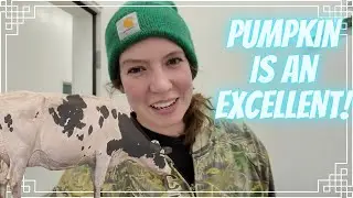 Pumpkin Goes Excellent and FINALLY Baby Goats! (Part 1)