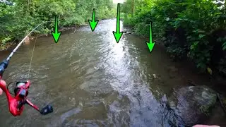 Fishing a River INFESTED with Wild Trout 