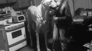 Mat Tintin &ndash; The Gently Once Dub | Full Story & Deep Dive#powerfuldogs #pitbull #dogbreed #animals #
