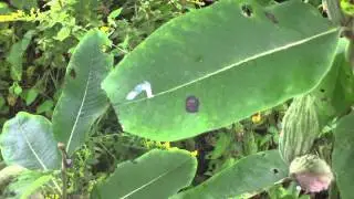 Disarming milkweed