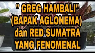 AGLONEMA PRIDE OF SUMATERA / RED SUMATRA
