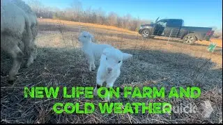 Life and Death on the farm