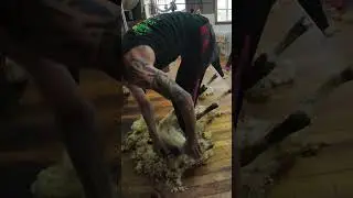 Shearing Sheep | Real Hard Work NZ 🐑