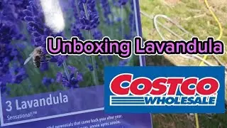 Unboxing The bare root Lavandula from Costco
