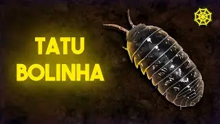 TATUZINHOS-DE-JARDIM NÃO SÃO INSETOS! - SOBRE ANIMAIS