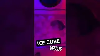 ASMR Can These Ice Cubes Make You Tingle? 🧊 #asmr #shorts #satisfying