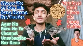How to increase Chicks Weight Faster|| Fast Grow Tips For Chicken's baby|Summer feed For Hen