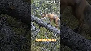 akrobatisk r&oslash;drev #reolinkcaptures #redfox #parkour