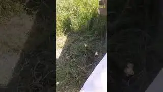 Poblando colmenas con enjambres naturales
