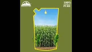 Corn Oil: The MUST Have Ingredient in Every Pantry