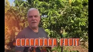 Pepe's Fruit Trees soursop guanabana introduction #Soursop #Guanabana #Pepesplants #Fruit #Trees