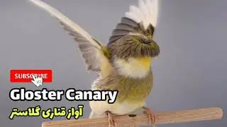 Gloster Canary (آواز قناری گلاستر)