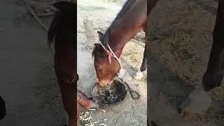 #hungry horse eating Bajra#desiviilagelifetstyle#villagelife #