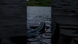 El Monstruo del Lago Ness: Mito, Ciencia y Misterio #nessie #escocia #monstruos