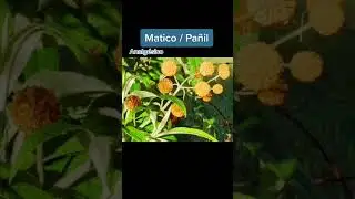 Hablemos sobre el matico/pa&ntilde;il