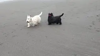 April 2019: The Beach Boys - Duffy and Gus