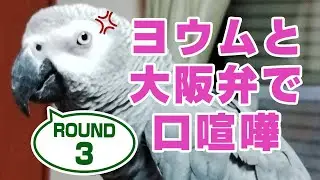 大型インコ激怒のおしゃべり。ヨウムと大阪弁で口喧嘩＃3鳥がしゃべる