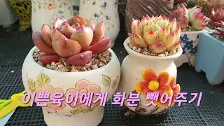 예쁘면 집도 뺏어줄께 😆 #해돋이다육 #스파이시다육 #분갈이 Beautiful succulent potting ~ Sunrise succulent spicy succulent