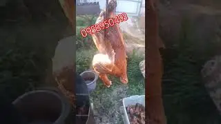 Шикарне копчення - вирощування перепілок своїми руками
