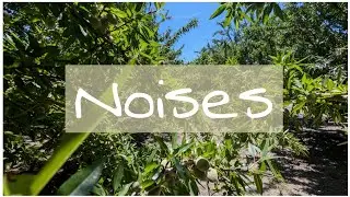 Deep Bird Asmr Soothing wind in the Almond Tree Fields