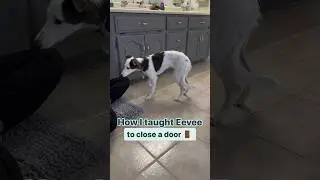 🛟 Save to teach your dog later! #windsprite #rplus #positivereinforcementtraining
