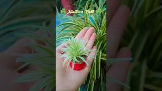 Миниатюрное растение своими руками 😱 #шорты #youtubeshorts #youtubepartner #diy #craft #handmade ...