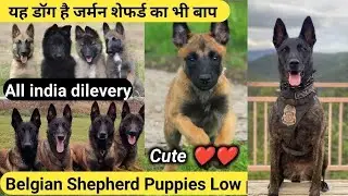 Belgian Shepherd Puppies Available For Sale in India | Champion 🏆 Bloodline | Guard Dog Breed Sale