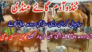  Tando Adam cow mandi latest update |tando adam bakra mandi |all animals vlog